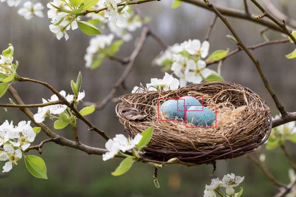 Get notified when a bird puts an egg